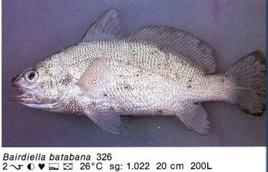 Bairdiella batabana
